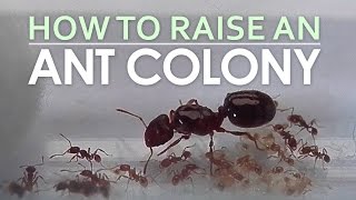 How To Raise An Ant Colony [upl. by Ahsikcin]