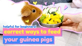 Safe Vegetables for Guinea Pigs  Meal Plan  Episode 2  Urinary Tract Infection UTI  GuineaDad [upl. by Eigram468]