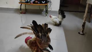 My honey rooster eating with his girlfriend japanese bantom japanesebantom bantam [upl. by Harriette]