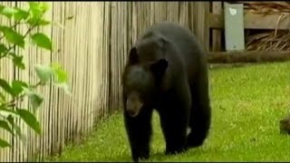 Brutal Bear Attack in Florida [upl. by Dahsra41]