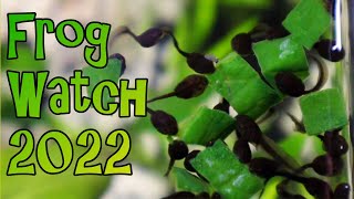 Feeding Tadpoles Ice Cube Meal Prep  Frog Watch 2022 [upl. by Yhtuv]