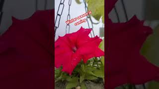 My favourite winter flower plants lover gardening happy gardening subscribe plz🙏 [upl. by Regdor698]