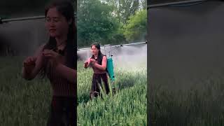 Pesticidespraying process with the backpack adjustable automatic sprayer for the wheat field [upl. by Athey]