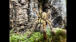 Stromatopelma calceatum  The Feather Leg Baboon pairing [upl. by Dnomed722]