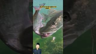 Pike fish eat live bait aware of the camera😆 fishing fish bigpike shortvideo shortsshort [upl. by Dnalrah]