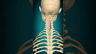 Spinalis cervicis muscle action Vertebral column Lateral flexion muscle anatomy [upl. by Rofotsirk]