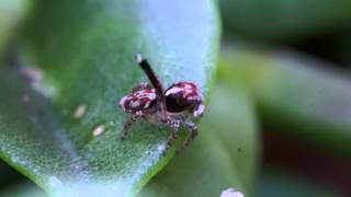 Maratus Leo ♂ signalling compilation  Peacock Spider [upl. by Ahto]