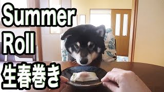 黒柴クロ 犬ごはん およっ！ 生春巻き Shiba Inu Kuro Eats Summer Roll [upl. by Liemaj]