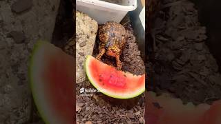 Feeding My Turtle 🐢 Watermelon 🍉 [upl. by Echo]