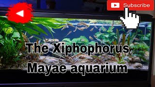 Xiphophorus Mayae aquarium [upl. by Nylsaj]