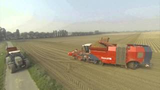 Dewulf Kwatro harvesting 3 x 90cm rows [upl. by Hidie666]