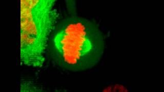 Mitosis in 2D  HeLa cell undergoes mitosis [upl. by Intruoc536]