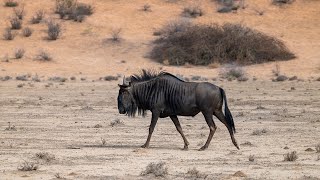 Kgalagadi Transfrontier National Park [upl. by Nylcoj]