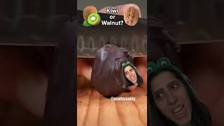 kivi 🥝mi ceviz🥥 mi [upl. by Begga]