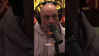 Joe Rogan On His WILD Mountain Lion Encounter🤯 [upl. by Gannes]