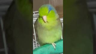 One leg stand 🤣🦜 birds parrotlet [upl. by Rella116]