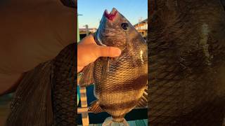 My catches at Clem’s pier Corpus Christi TX corpuschristi fishing [upl. by Melgar]