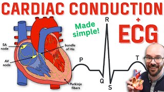 Heart Conduction System amp ECG EKG [upl. by Bell270]