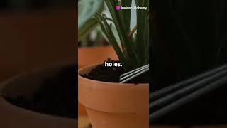 Why Your Indoor Plants Keep Dying 3 Common Soil Problems Solved [upl. by Hsaniva770]