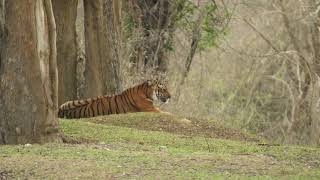 Waterwoods Resort Kabini [upl. by Eittocs641]