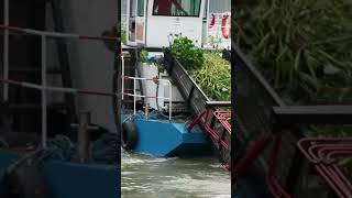 Pasig River  have you ever wondered how the water hyacinth are removed [upl. by Darej]