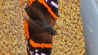 Red Admiral butterfly [upl. by Inaluahek384]