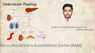 ReninAngiotensinAldosterone System RAAS [upl. by Sanbo12]