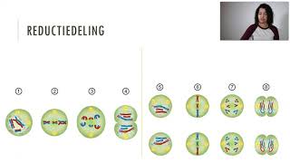 Meiose reductiedeling VMBO [upl. by Mathur858]