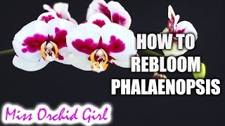 How to rebloom Phalaenopsis Orchids  Winter amp Summer bloomers [upl. by Drofdeb102]