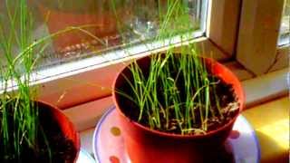 Growing Leeks in the UK from Seed [upl. by Helbon]