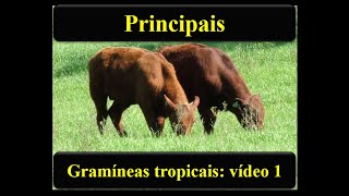 Aula 7  Principais gramíneas tropicais vídeo 1 [upl. by Hazel]