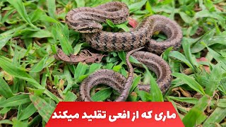 گوند مار دیون ماری فراوان در شمال کشور [upl. by Jarnagin]