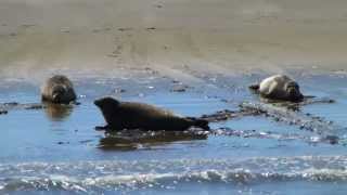 Seehunde der Nordsee [upl. by Otineb913]