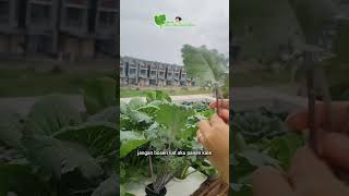 Harvest Selada Romaine as a urban farming [upl. by Cory]