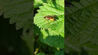 A really stunning yellow Ichneumon Wasp on Nettles [upl. by Ynattirb]