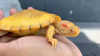 Albino RedEared Slider Care Ultimate Guide [upl. by Lynsey]