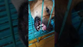 Rabies in dog [upl. by Nalac]