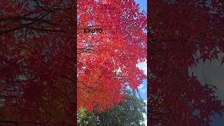 KYOTO ARASHIYAMA MOMIJI [upl. by Anwahsat]