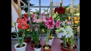 Amaryllis in bloom Hippeastrum tour [upl. by Goth]