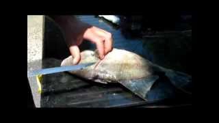 Fillet Triggerfish With Ease [upl. by Waverley]