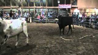 Wild Bull ride at Fox Hollow Rodeo [upl. by Giesser379]