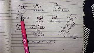 Herdmania  Lec01 External morphology of Herdmania  Bsc 2 year  Zoology Notes in Hin amp Eng [upl. by Tan]