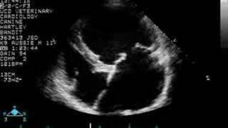 Myxomatous AV Valve Disease  Echocardiogram  Dog [upl. by Rothwell]