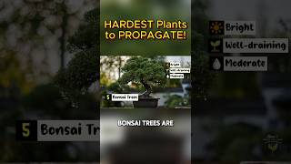 Bonsai Propagation Tips for Success shorts [upl. by Napoleon]