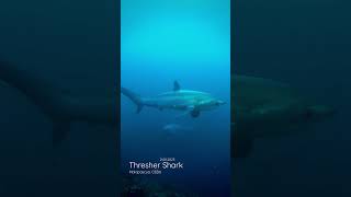 Scuba Diving with Thresher Shark in Malapascua Island Cebu  RKing [upl. by Cost]