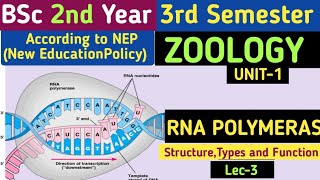 BSc 2nd Year 3rd Semester Zoology Unit 1 RNA PolymeraseRNA PolymeraseTypes of RNA POLYMERASE [upl. by Oemor]