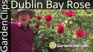 Dublin Bay Rose  Rosa Dublin Bay  Growing Dublin Bay Rose bush [upl. by Dianuj806]