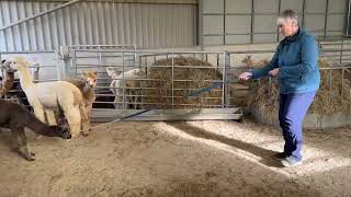 Training a cria to walk in a head collar [upl. by Jobey]