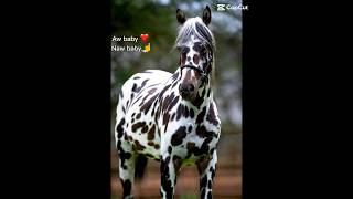 Knabstrupper leopard Appaloosas 😩👌🤤🤤🤤🔛🔝horse love pretty [upl. by Becky]