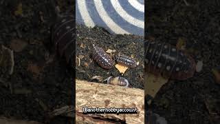 isopod isopods insects dailyvideo happy life bugs amadilidiunklugi daily [upl. by Atcliffe]